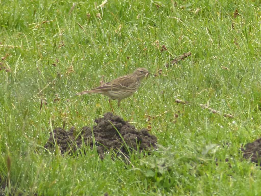 Meadow Pipit or Tree Pipit