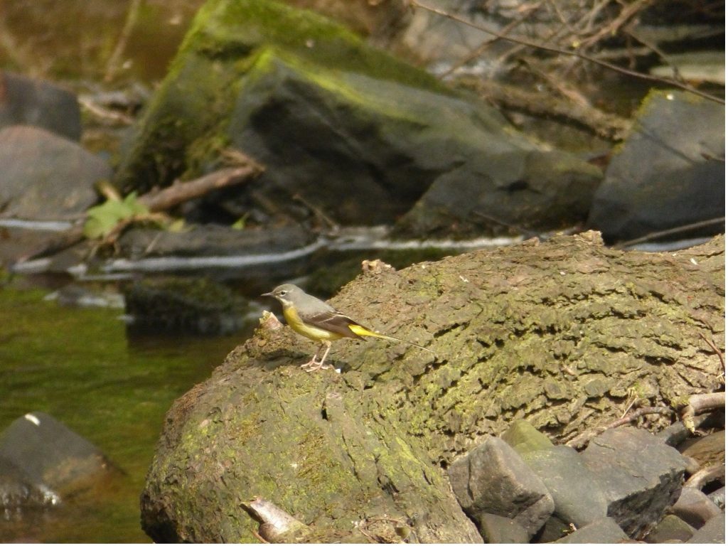 Grey Wagtail (adult) by Coombes Brook – Chris Byrne