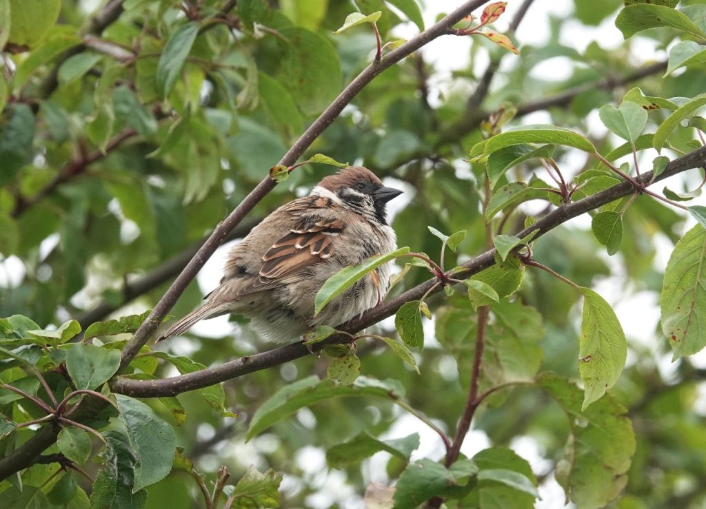 Tree Sparrow – Martyn Grandy