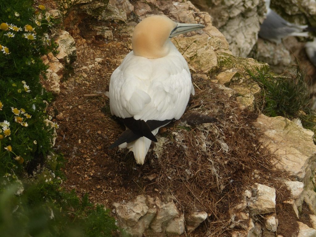 Gannet on nest – Chris Byrne