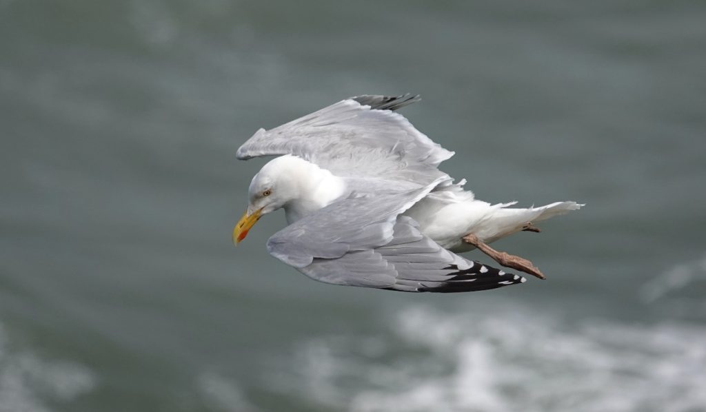 Herring Gull – Martyn Grandy
