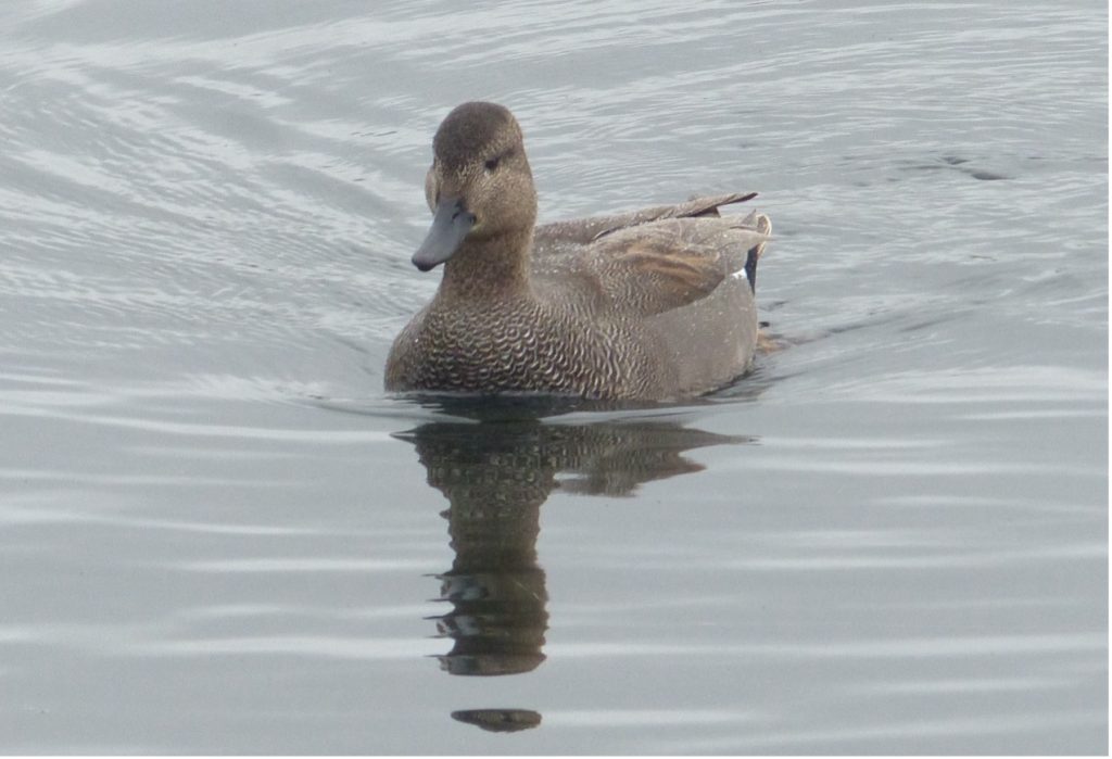 Gadwall