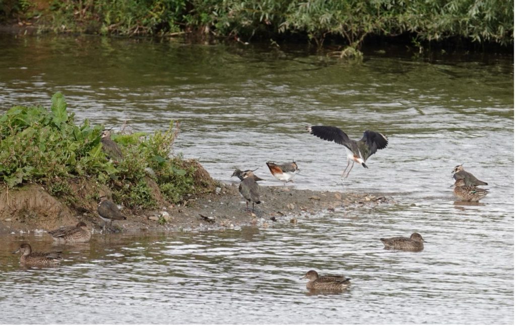 Lapwings