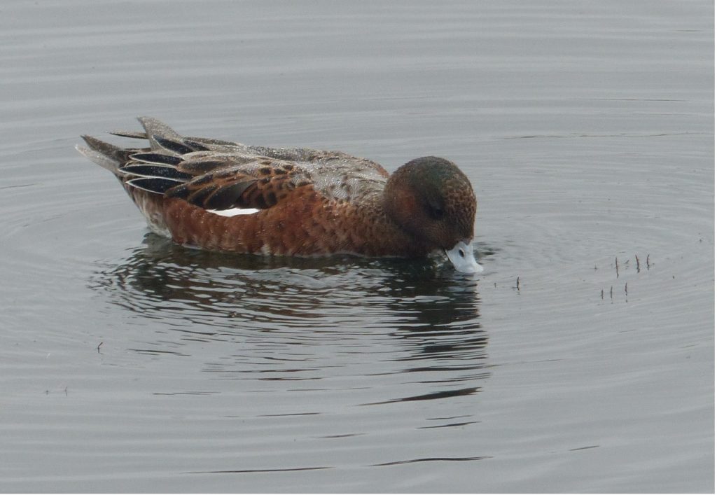 Wigeon