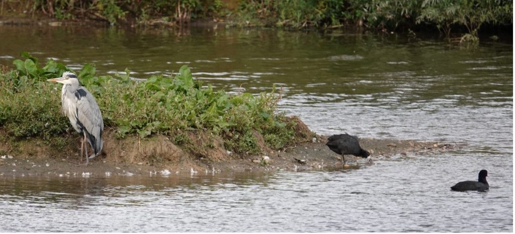 Grey Heron and Coots