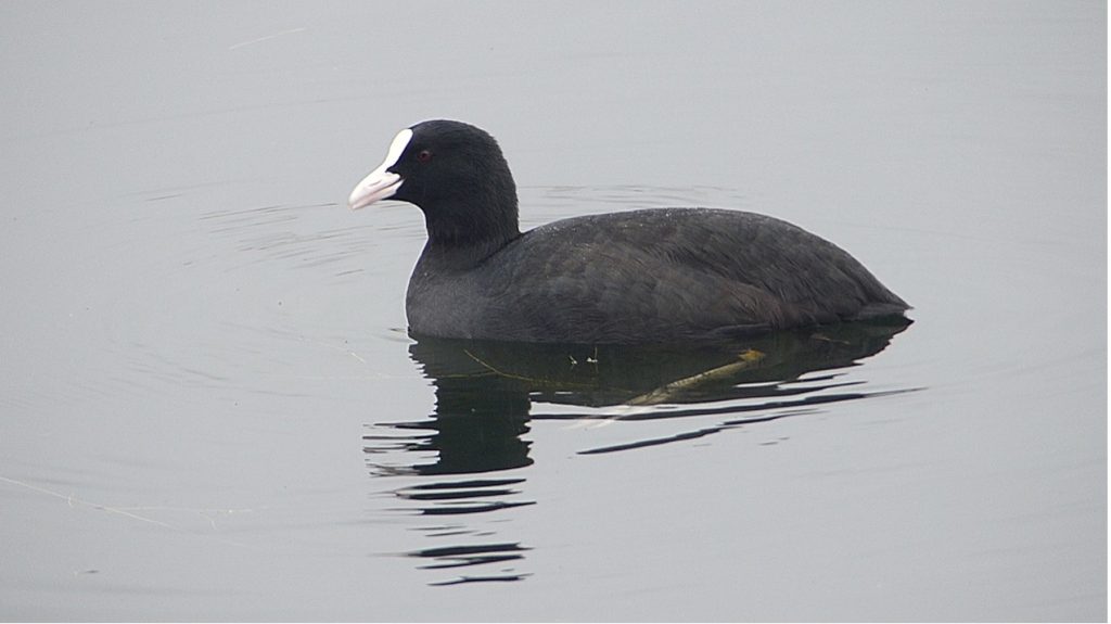 Coot