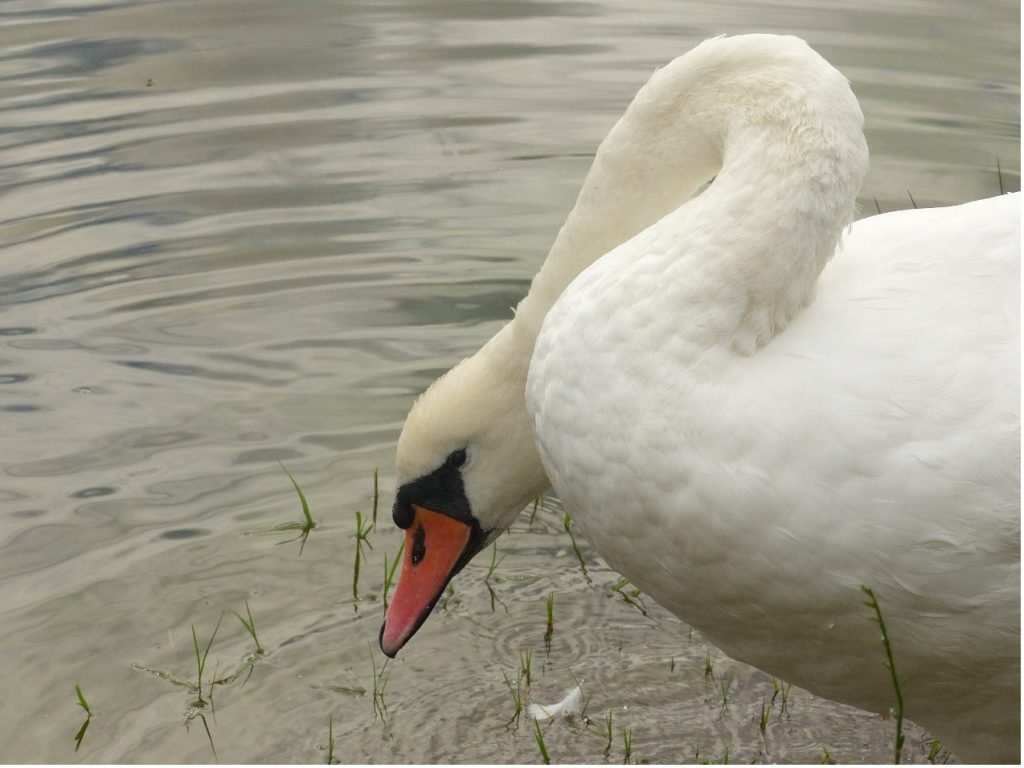 Mute Swan Preening (ringed)