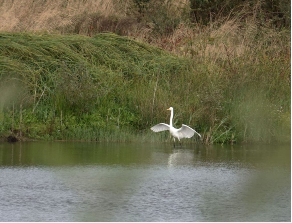 Great White Egret