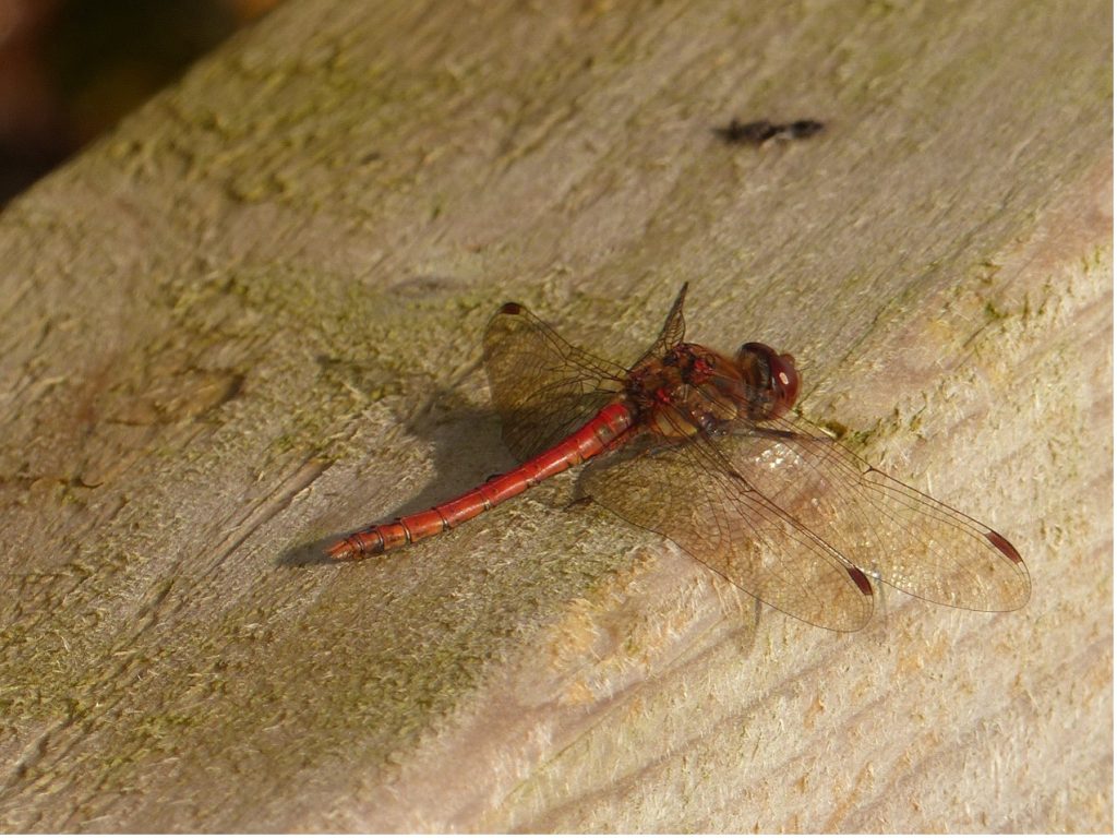 Common Darter