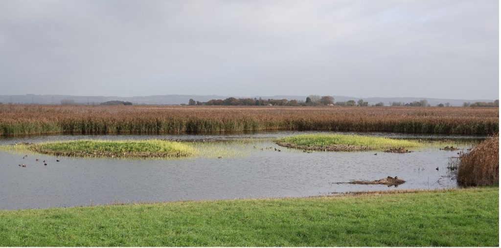 Lagoon and reedbeds – Martyn Grandy