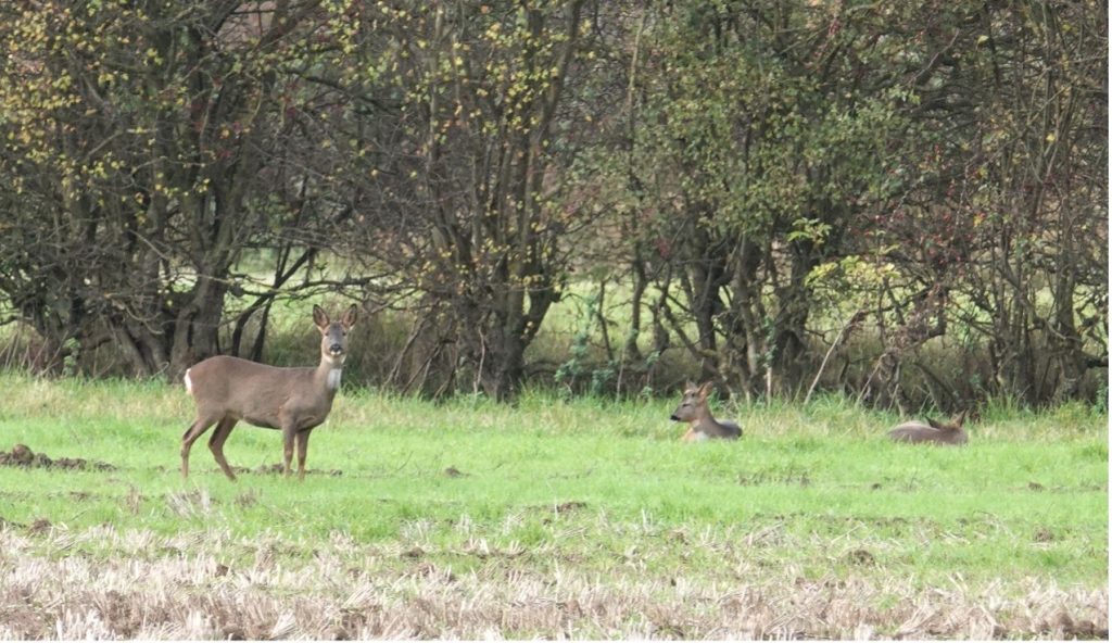 Roe Deer – Martyn Grandy