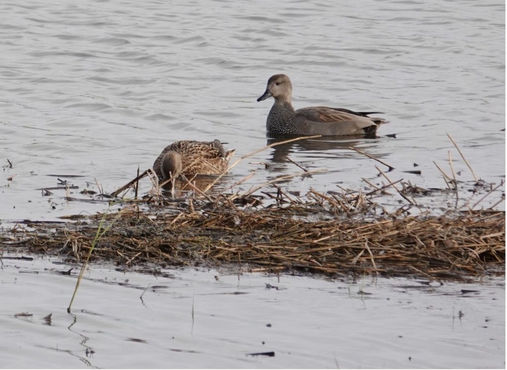 Gadwall – Martyn Grandy