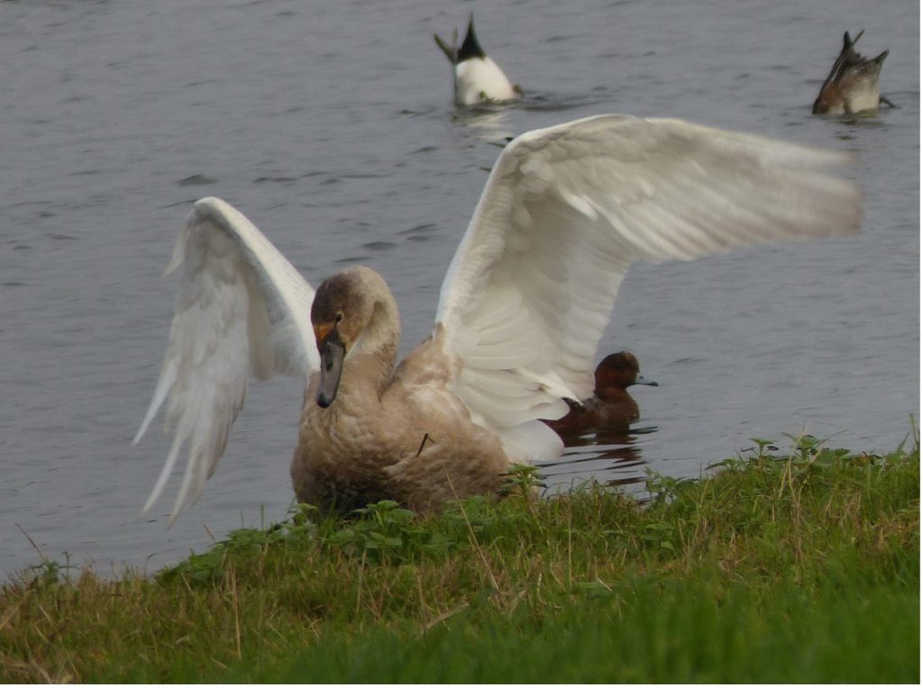 Mute Swan (immature) – Chris Byrne