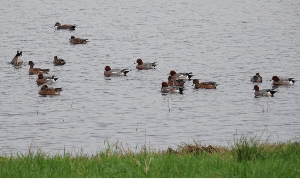 Wigeon – Martyn Grandy