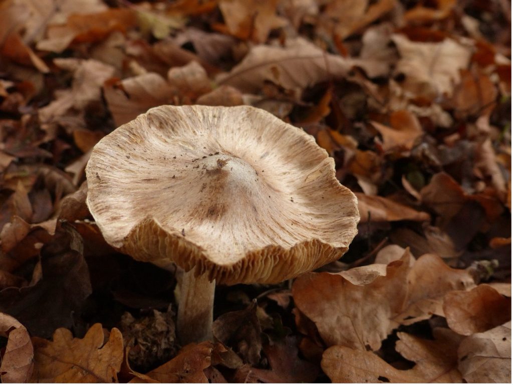 (possibly) White Fibrecap mushroom – Chris Byrne