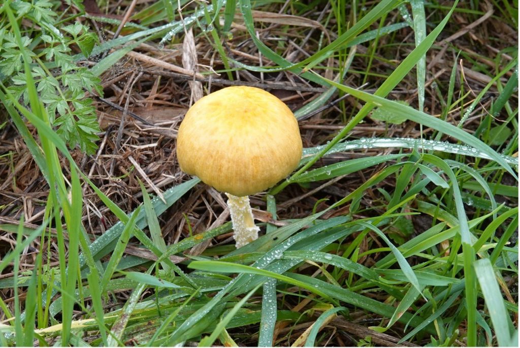 Yellow Fieldcap mushroom – Martyn Grandy